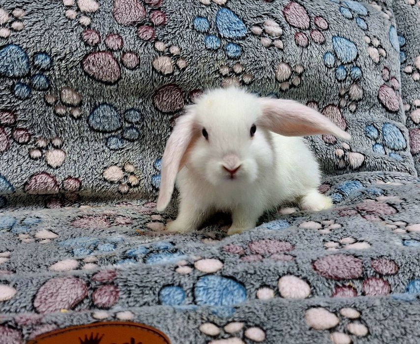 Króliczek Baranek Mini Lop samczyk