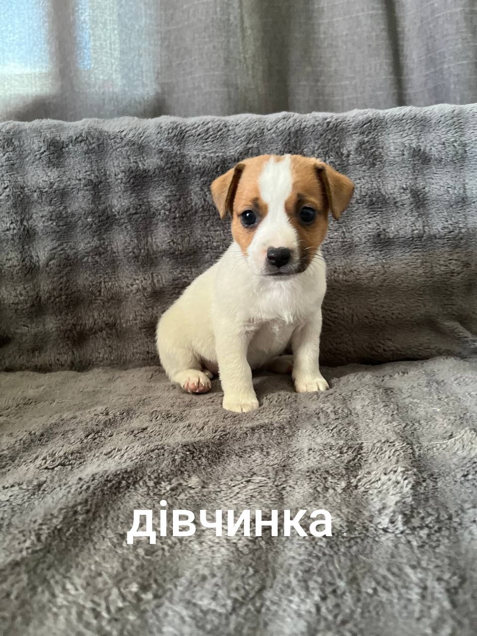Цуценята( дівчата)  Джек Рассел тер'єр