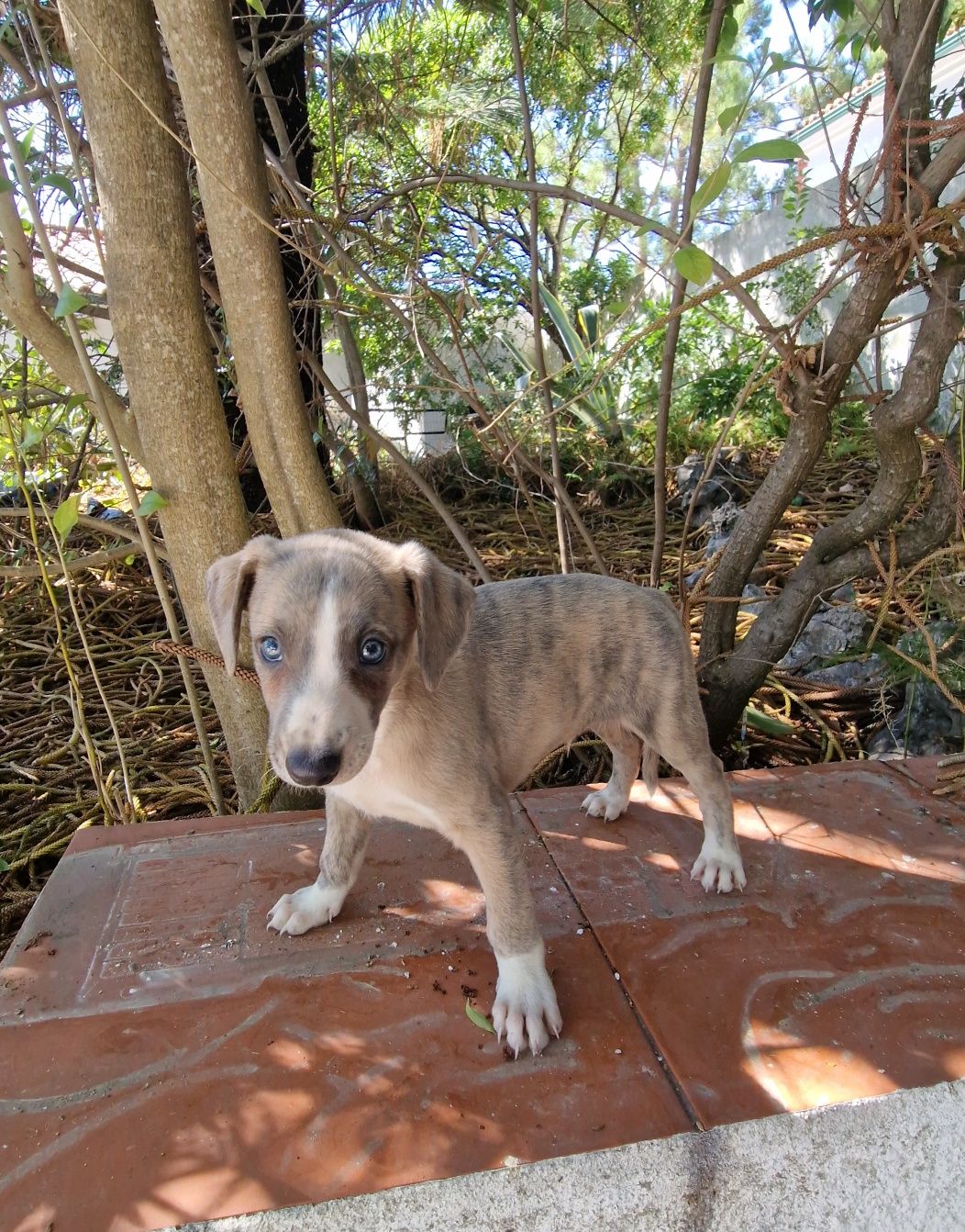 Galguinho/a Whippet Tigrado/a