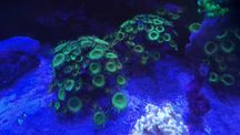 Palythoa nuclear green fluo, zoa - duże szczepki, akwarium morskie