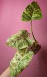 Philodendron giganteum Variegata Blizzard