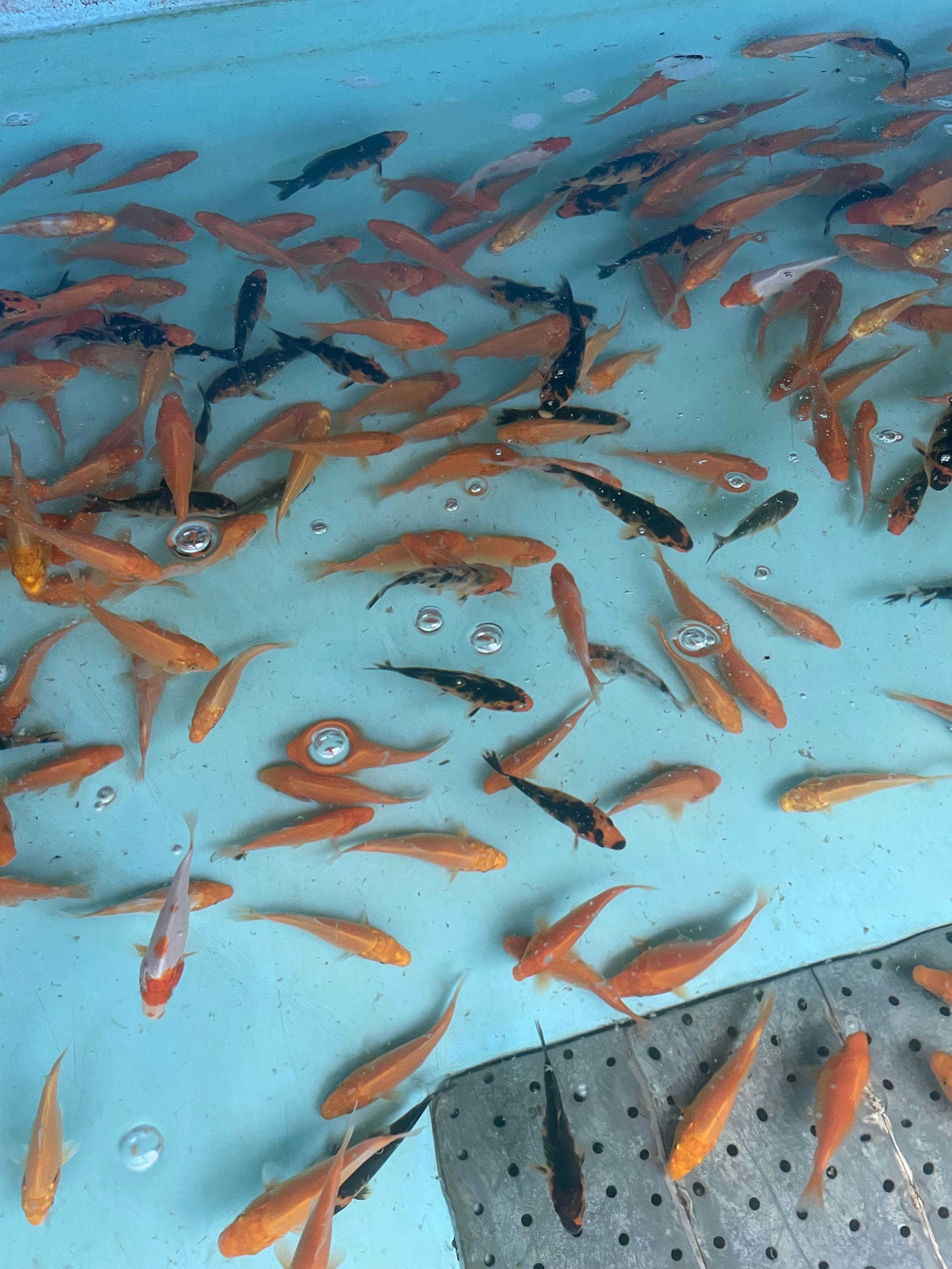 Karp koi narybek ok 8cm