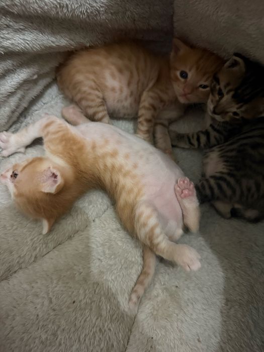 Dao se gatos bebes