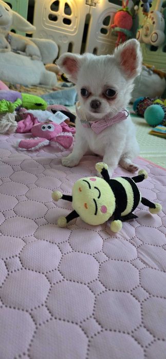 Wspaniała śnieżnobiała  Lilly   chihuahua długowłosa FCI