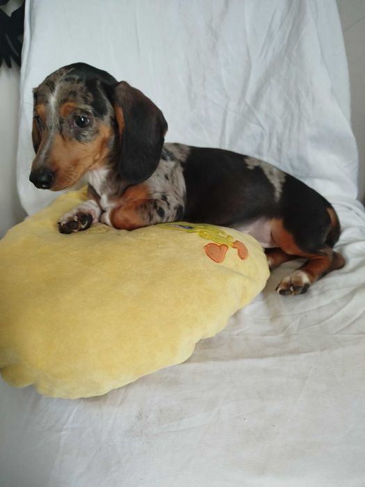 Jamnik suczka merlle