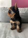 Malutka suczka Yorkshire terrier FCI / ZKwP