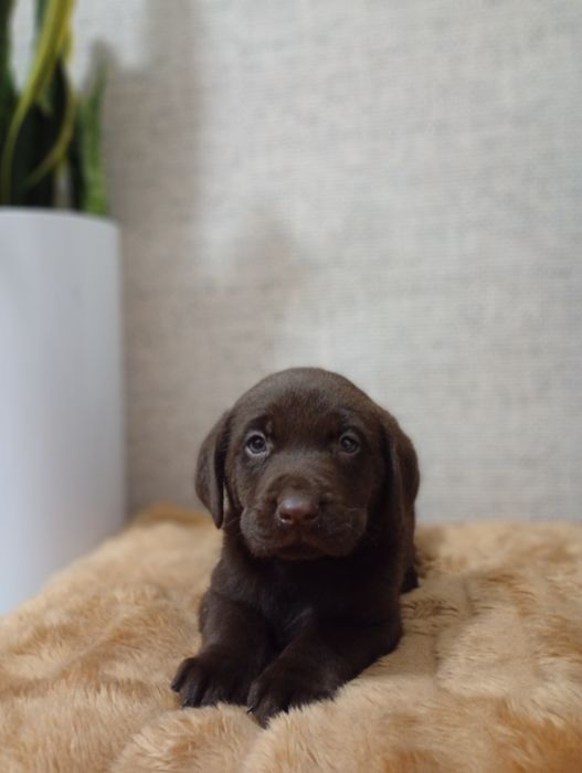 Mam na sprzedanie śliczne labladory