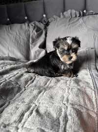 Yorkshire Terrier Black xs rodowod chip wyprawka mini york