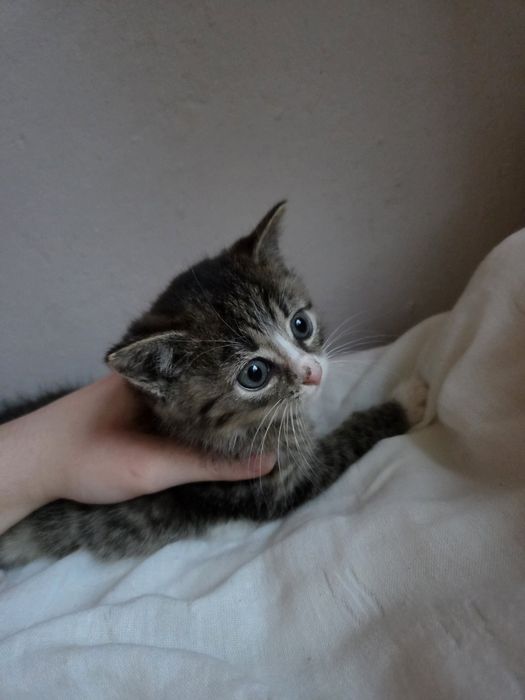 Kocięta do adopcji