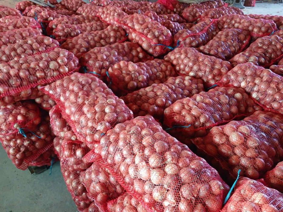 Продамо цибулю Медуза