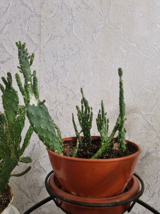 Растения и цветочная стойка