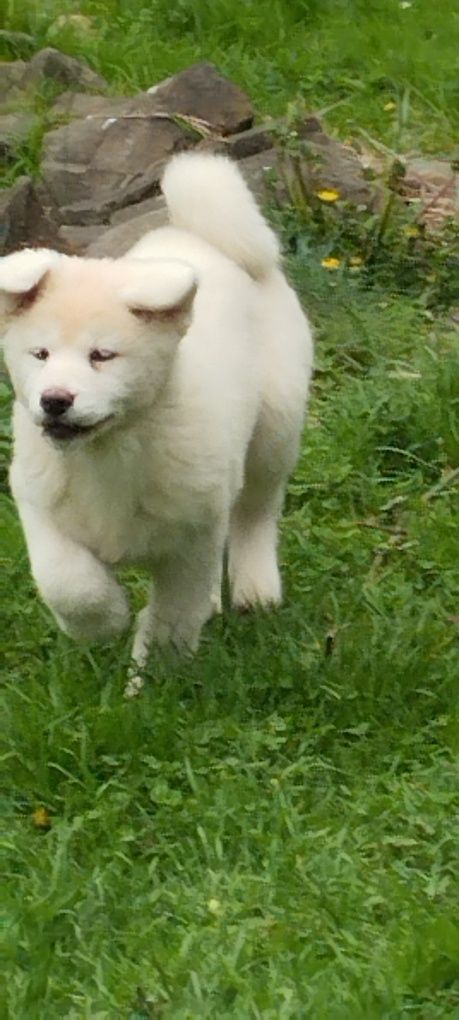 Akita Inu Piesek