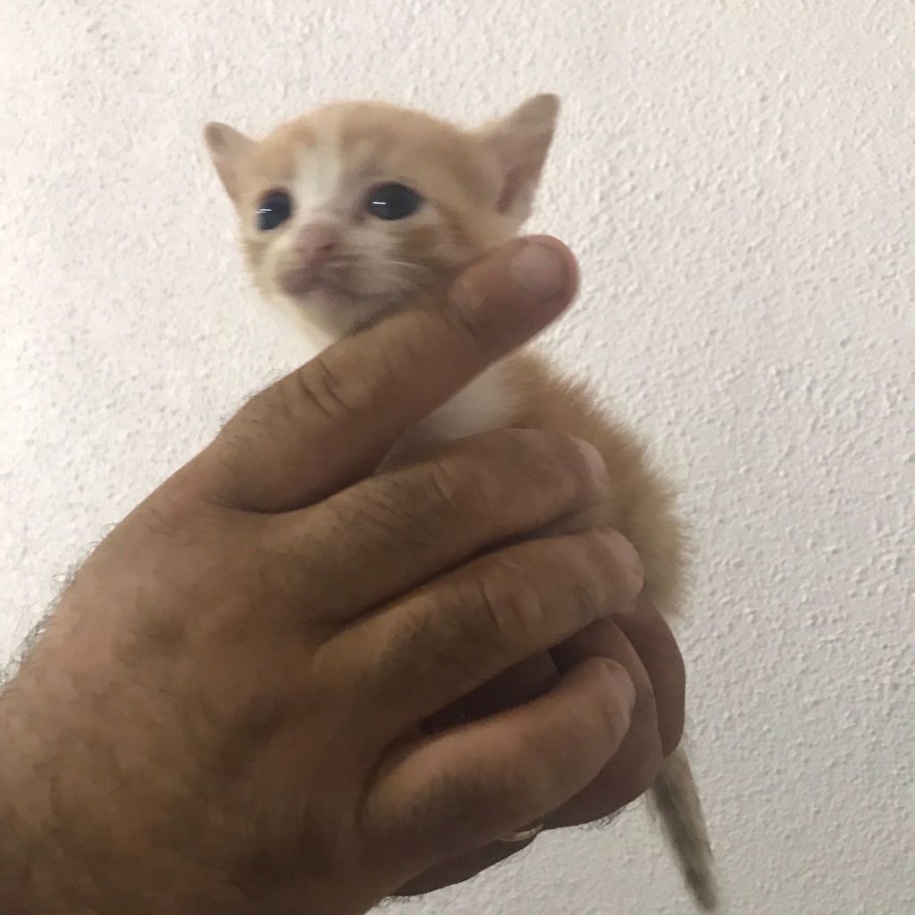 Gatinho bebe para adoção