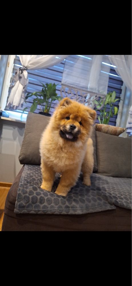 Suczka chow chow !