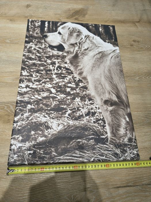 Plakat / obraz Golden Retriever