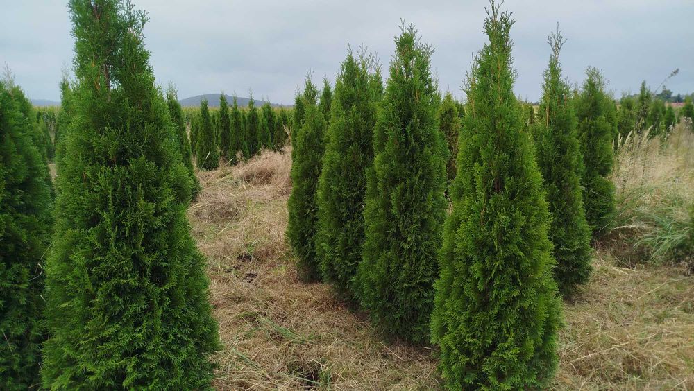 tuja szmaragd 160cm (thuja smaragd)