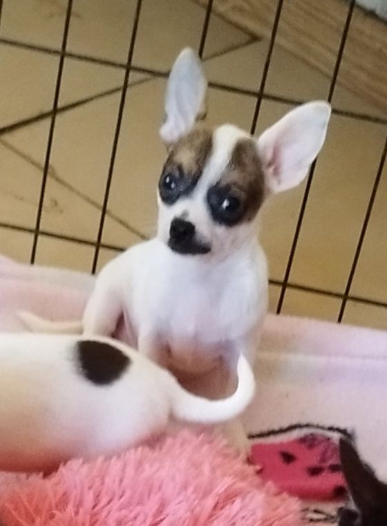 Chihuahua miniaturowa sunia