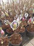 Magnolia,magnolie