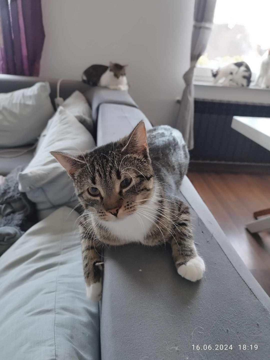 Młode koty kociaki do adopcji!