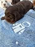 Czysto czekoladowa suczka Cocker spaniel
