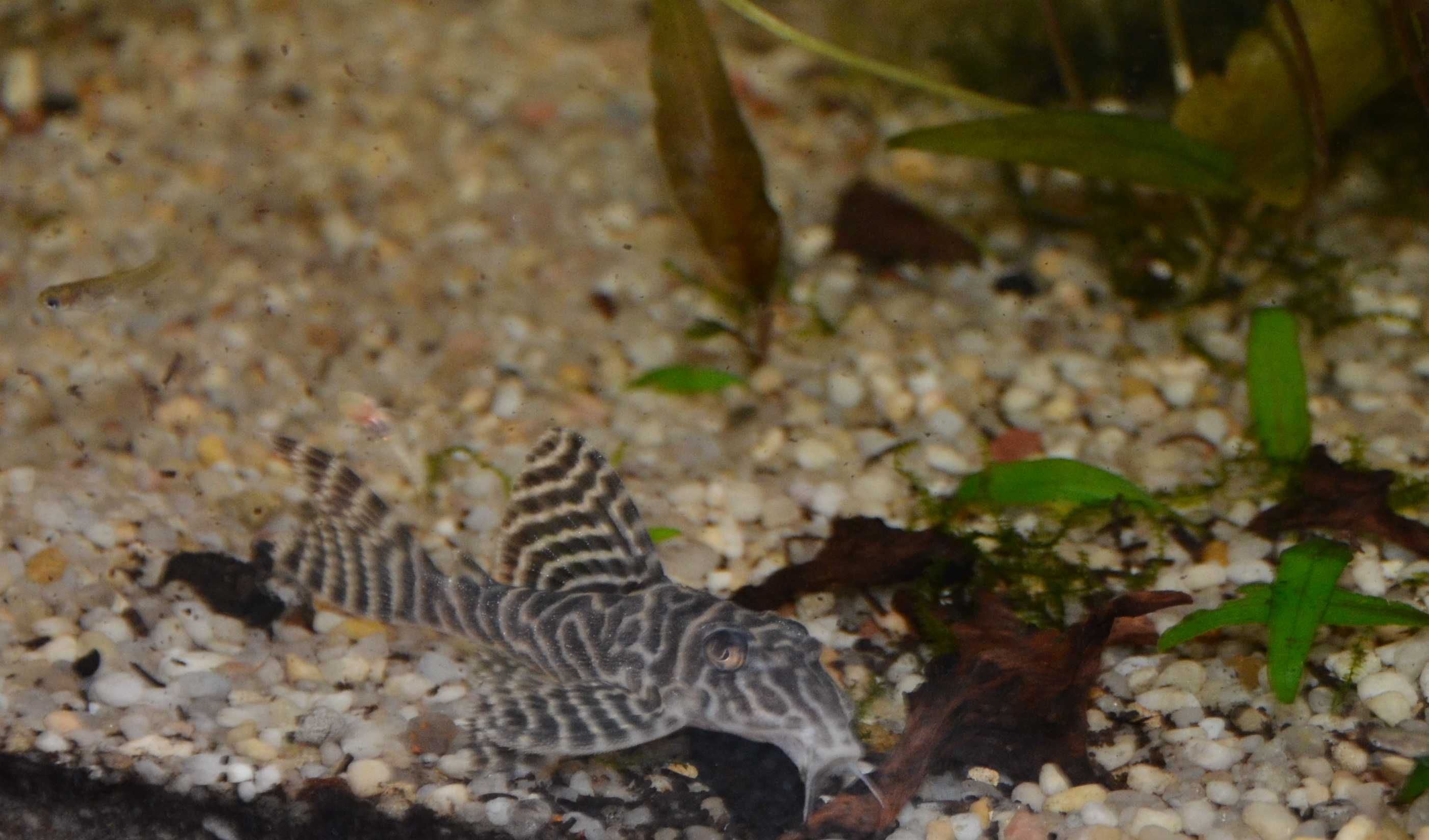 ZBROJNIK L333 Hypancistrus sp. 6cm