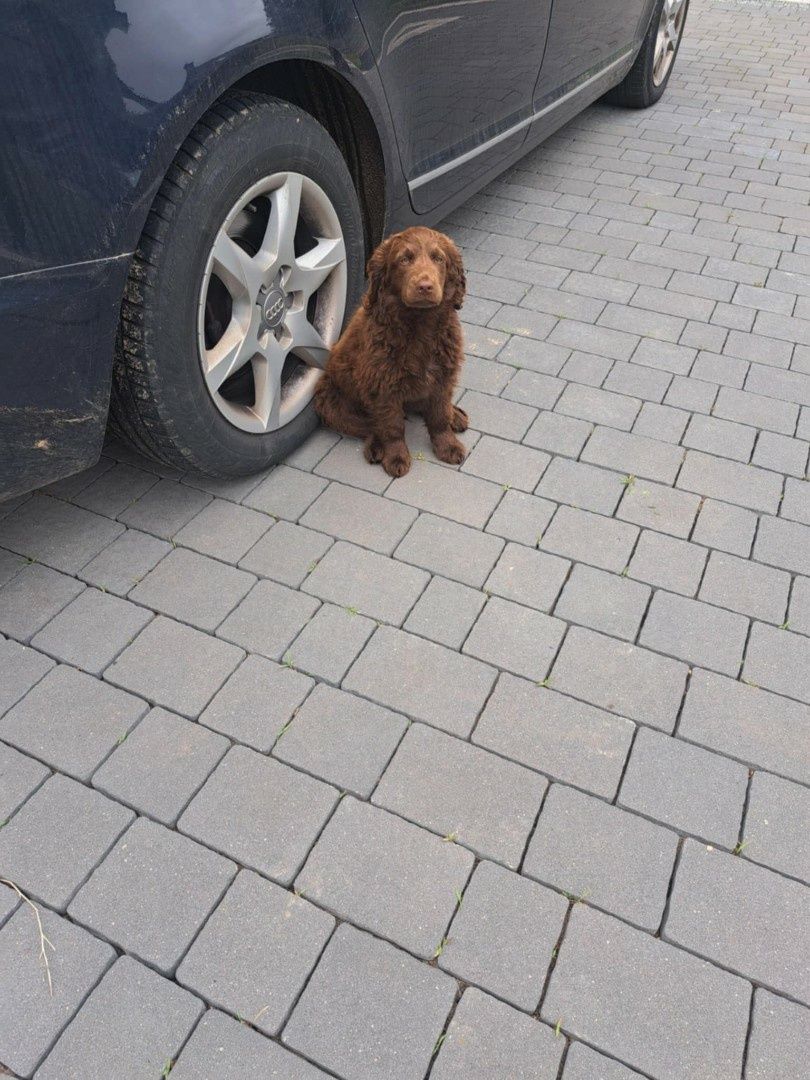 Szczeniaki cocker spaniel