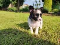 Szczeniak Papillon Spaniel Kontynentalny ZKwP FCI