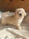 Maltipoo. Hybryda. Suczka Roma.Maltanka/ pudel toy