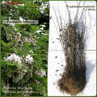 Robinia biała (akacja) - sadzonki 80-120 cm - Wysyłamy kurierem