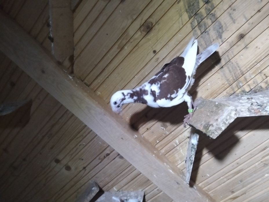 Niemieckie wystawowe para i młody cena za całość