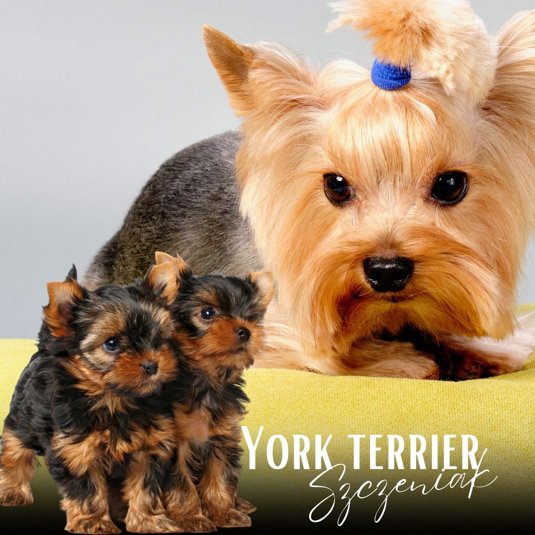 York terrier Sunia