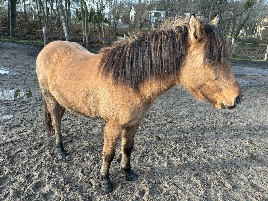 Sprzedam klaczkę fiorda