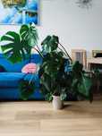 Monstera duża ok. 120 cm