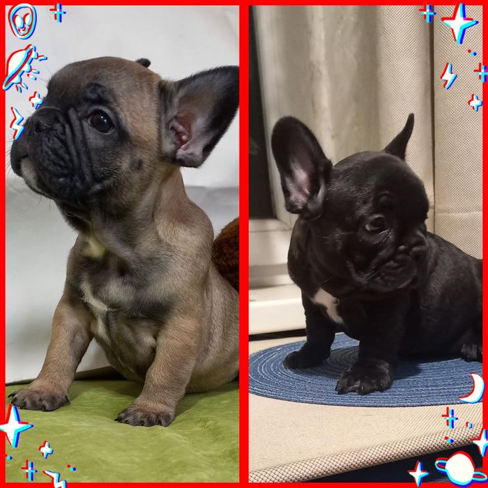 Неймовірні красені