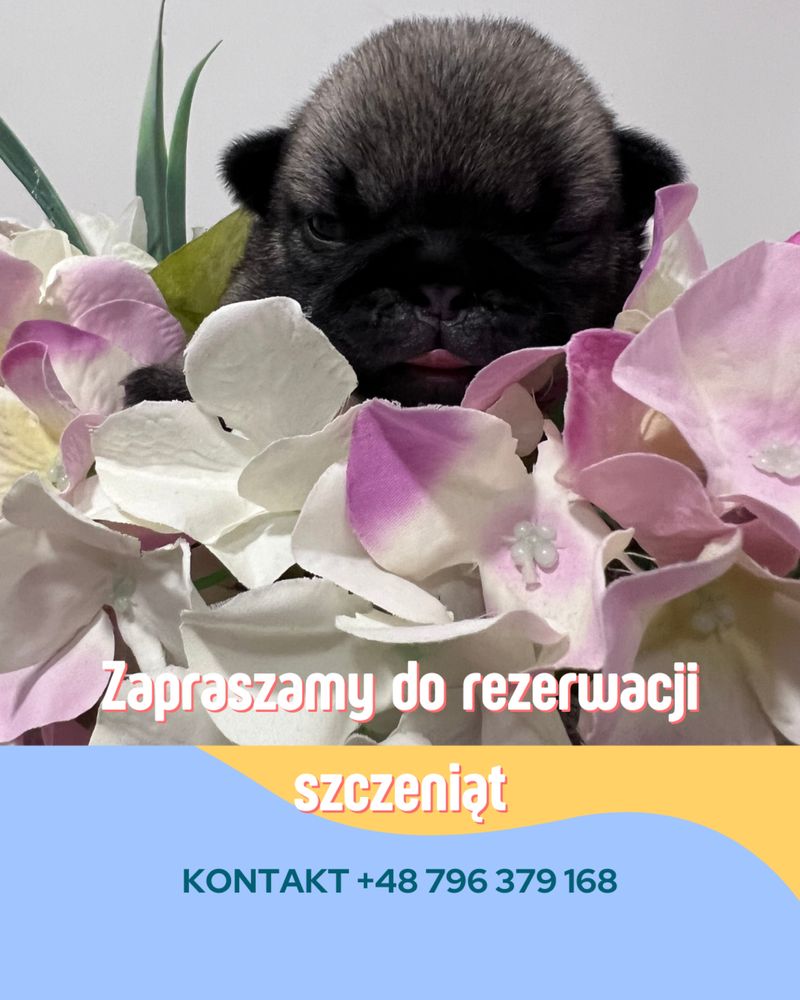 Mops Layla suczka rodowod FCI ZKwP