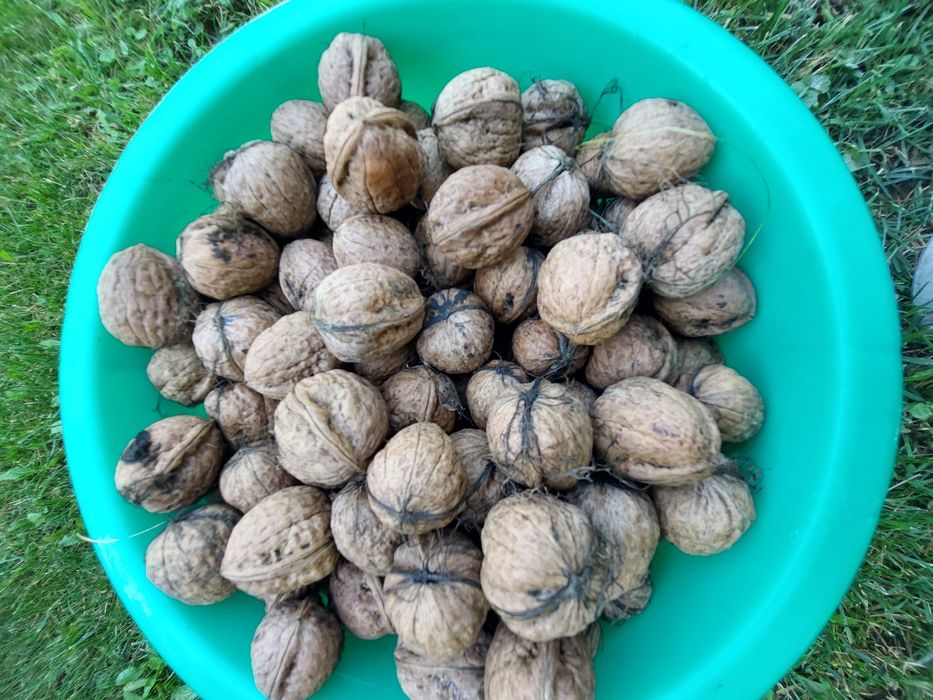 Tegoroczne orzechy włoskie cena 1 kg