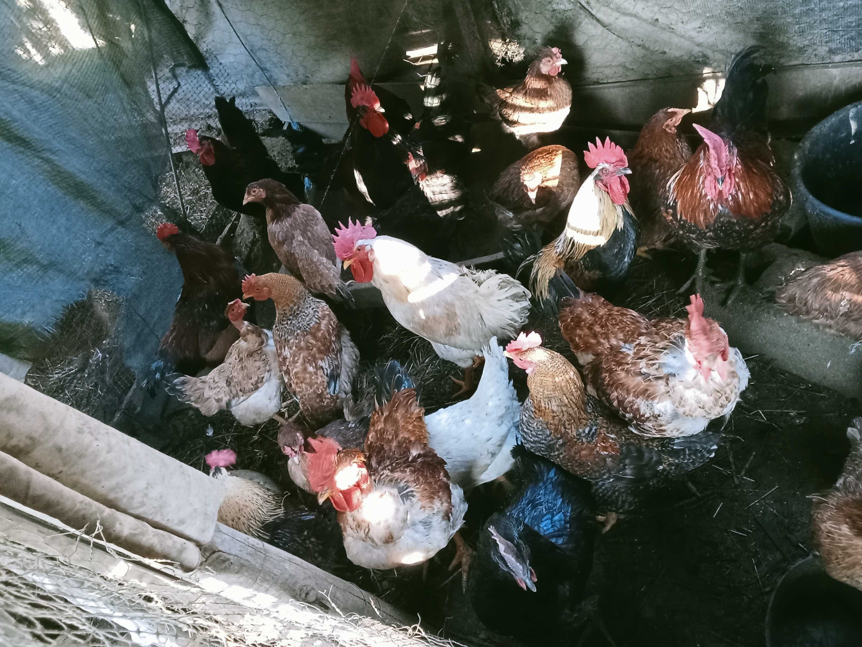 Galos caseiros adultos