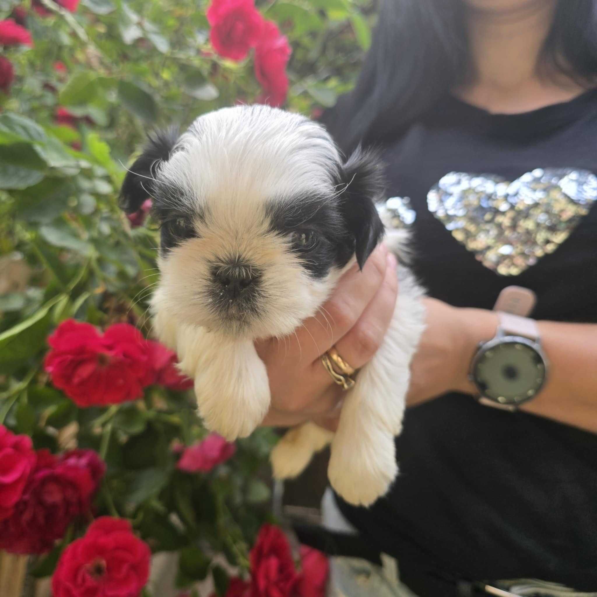 Shih tzu samczyk