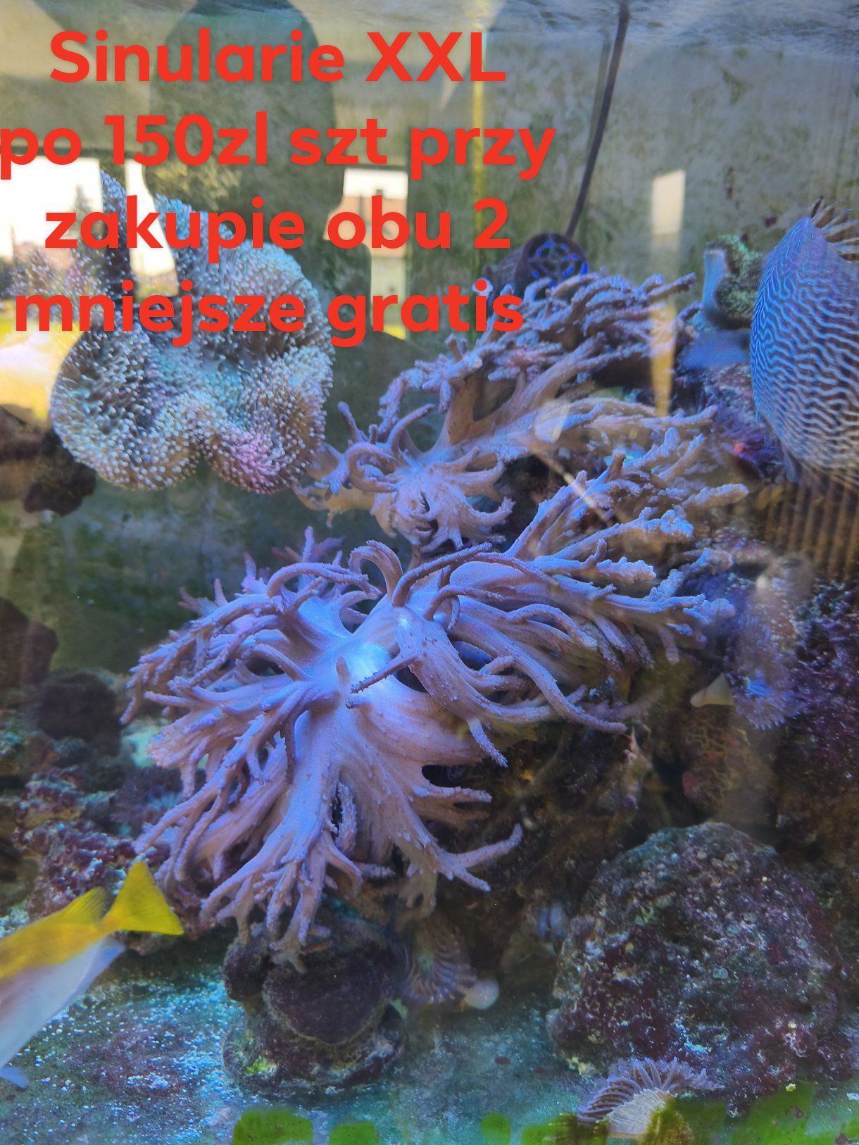 Koralowce akwarium morskie