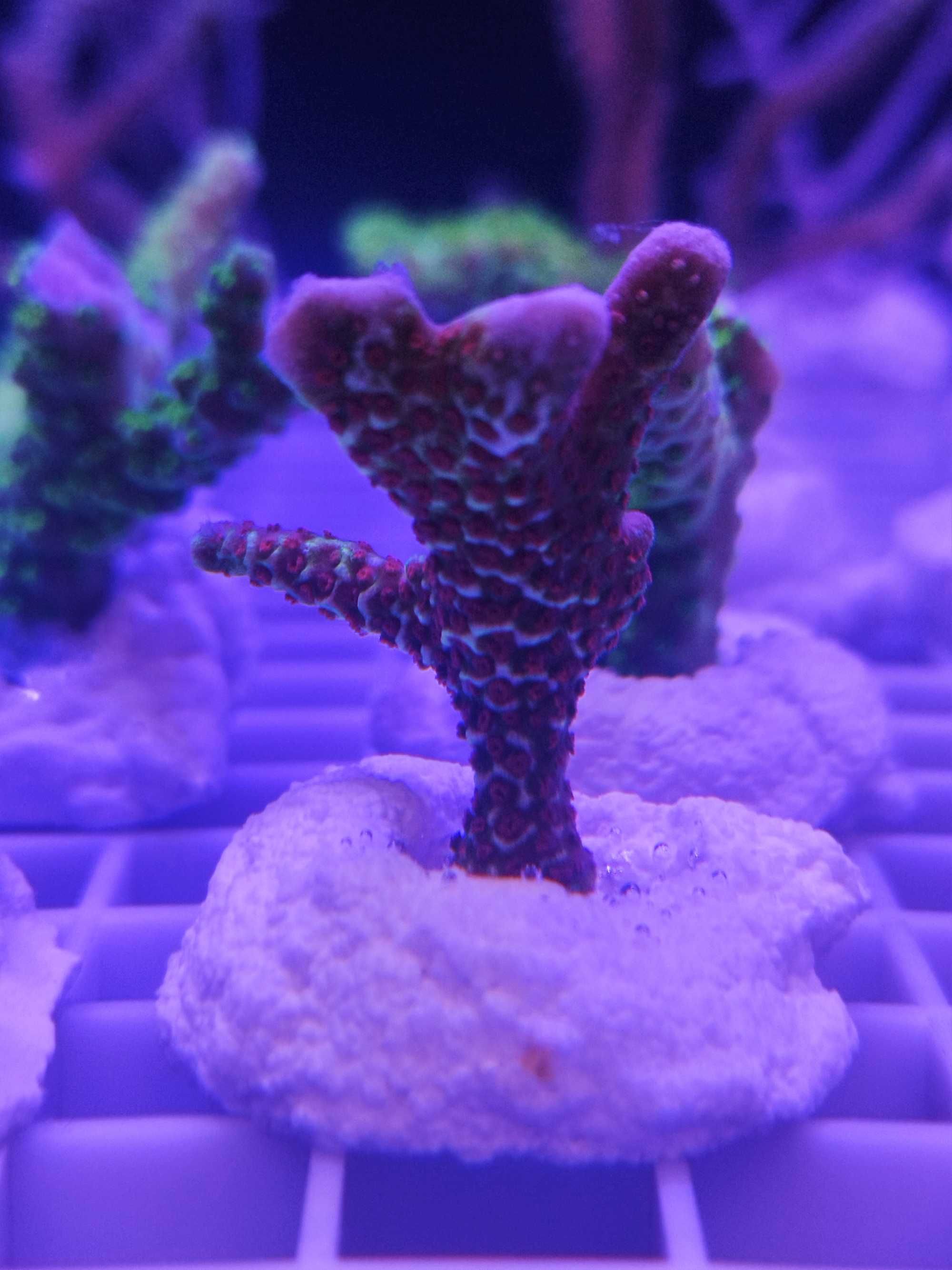 Montipora Digitata Bubblegum