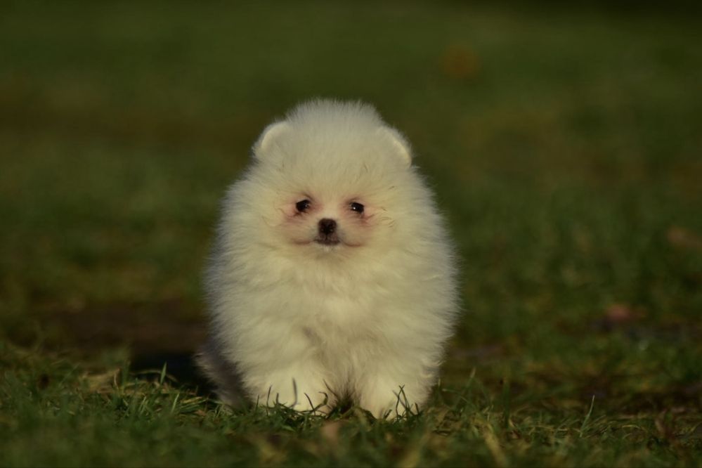 Pomeranian szpic miniaturowy FCI cudna biała śnieżynka - piesek