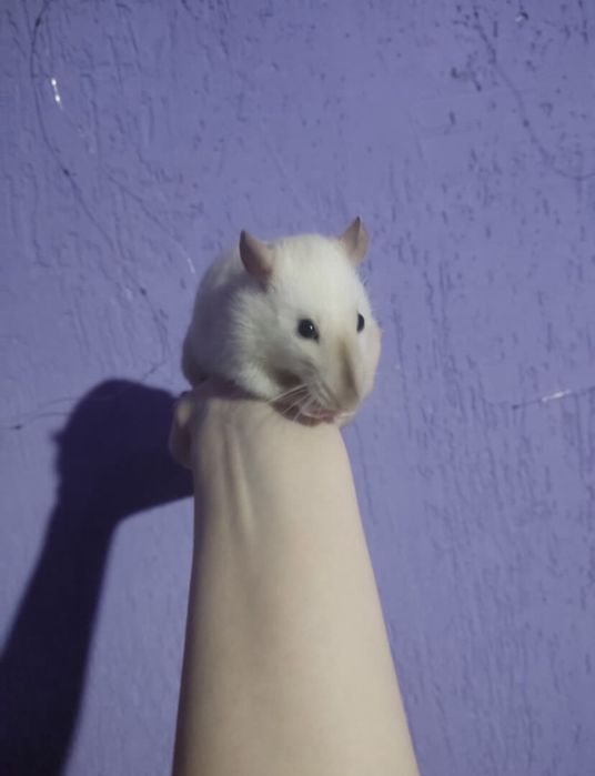 Крыса Дамбо