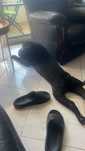 cachorro sharpei