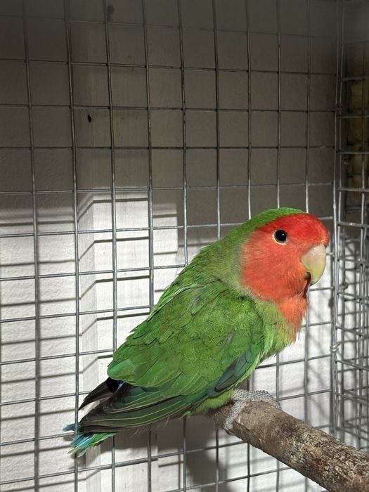 Alguns machos longfeahter