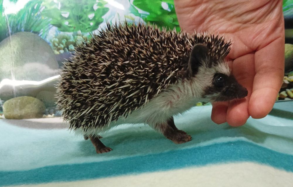 Jeż Pigmejski/Jeżyki‼️OSWOJONE i Łagodne‼️SAMICZKI - 2 MCE‼️Sklep Zool