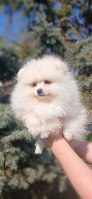 Белая девочка MINI шпиц !