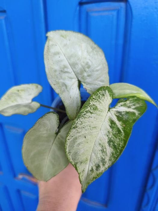 Сингоніуми різні