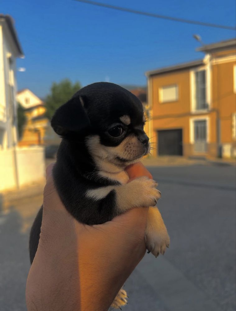 Chihuahua menina linda