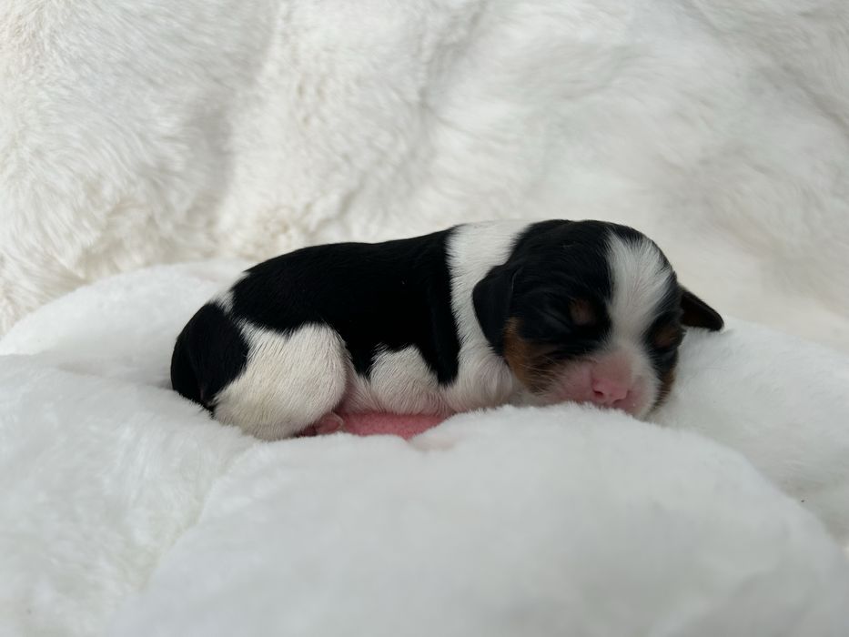 Cavalier King Charles Spaniel Suczka Tricolor