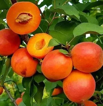 Продам саджанці сажанці абрикоса